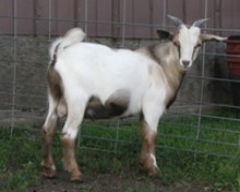 Kristopher
